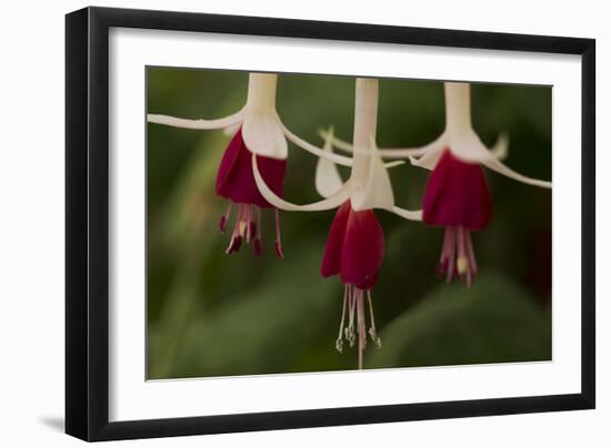 Dancing Fuchsias II-Rita Crane-Framed Photographic Print