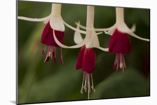 Dancing Fuchsias II-Rita Crane-Mounted Photographic Print