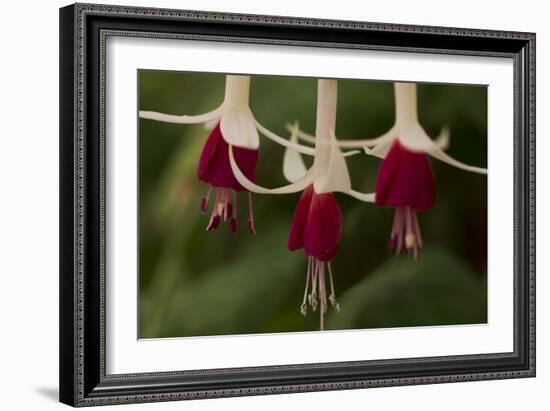 Dancing Fuchsias II-Rita Crane-Framed Photographic Print