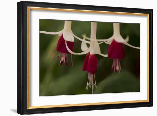 Dancing Fuchsias II-Rita Crane-Framed Photographic Print