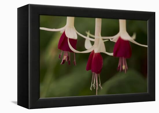 Dancing Fuchsias II-Rita Crane-Framed Premier Image Canvas