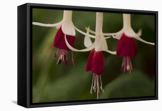 Dancing Fuchsias II-Rita Crane-Framed Premier Image Canvas