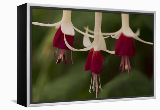 Dancing Fuchsias II-Rita Crane-Framed Premier Image Canvas