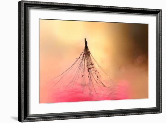 Dancing in Pink-Heidi Westum-Framed Photographic Print