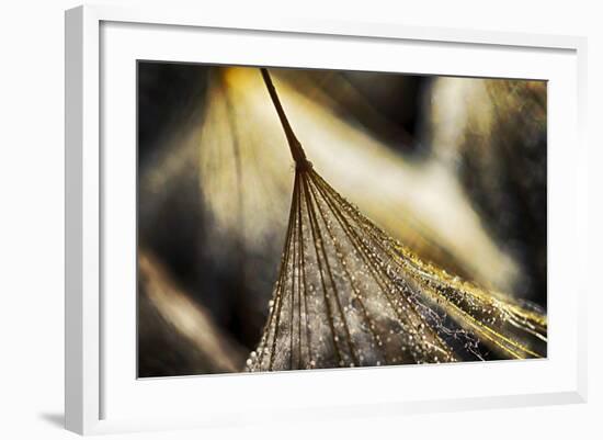 Dancing in the Golden Hour-Ursula Abresch-Framed Photographic Print