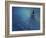 Dancing Into The Blue Night-Heidi Westum-Framed Giclee Print