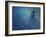 Dancing Into The Blue Night-Heidi Westum-Framed Giclee Print