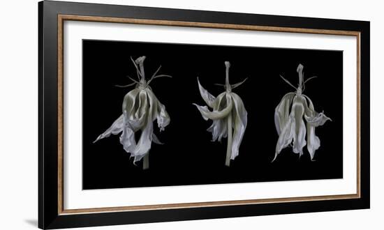 Dancing Iris-Lori Hutchison-Framed Photographic Print