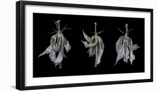 Dancing Iris-Lori Hutchison-Framed Photographic Print