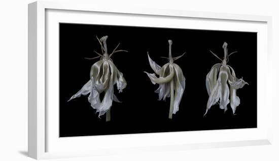 Dancing Iris-Lori Hutchison-Framed Photographic Print