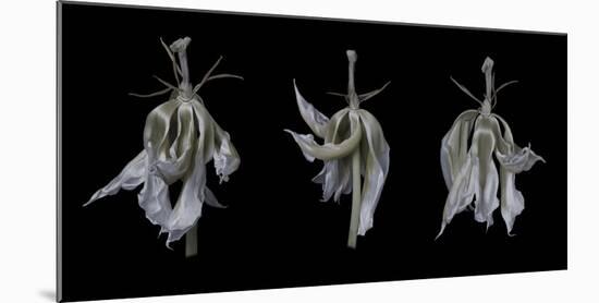 Dancing Iris-Lori Hutchison-Mounted Photographic Print