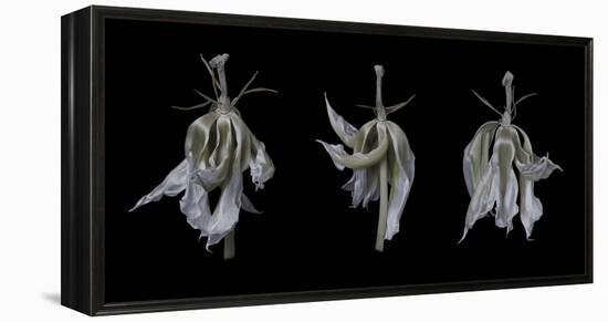 Dancing Iris-Lori Hutchison-Framed Stretched Canvas
