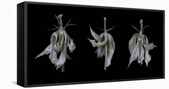 Dancing Iris-Lori Hutchison-Framed Stretched Canvas