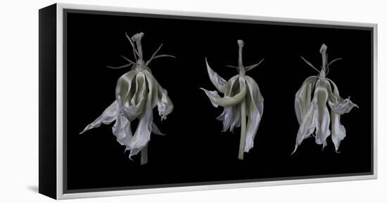 Dancing Iris-Lori Hutchison-Framed Stretched Canvas