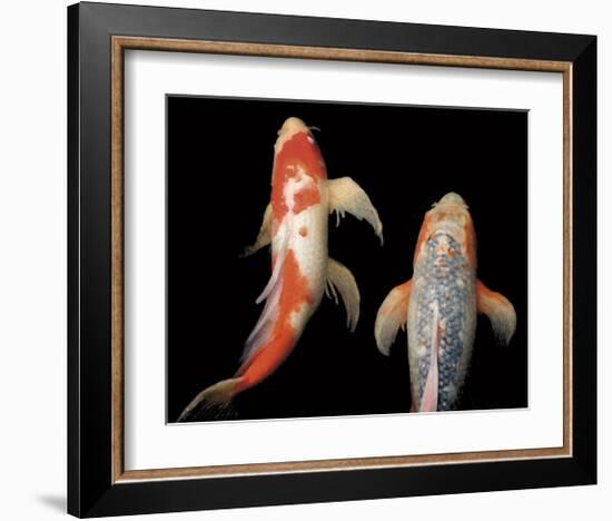 Dancing Koi I-Boyce Watt-Framed Giclee Print