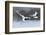 Dancing Pair of Red-Crowned Crane with Open Wing in Flight, with Snow Storm, Hokkaido, Japan-Ondrej Prosicky-Framed Photographic Print