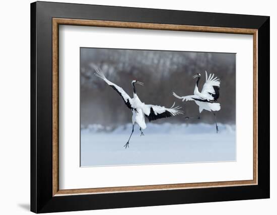 Dancing Pair of Red-Crowned Crane with Open Wing in Flight, with Snow Storm, Hokkaido, Japan-Ondrej Prosicky-Framed Photographic Print