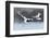 Dancing Pair of Red-Crowned Crane with Open Wing in Flight, with Snow Storm, Hokkaido, Japan-Ondrej Prosicky-Framed Photographic Print