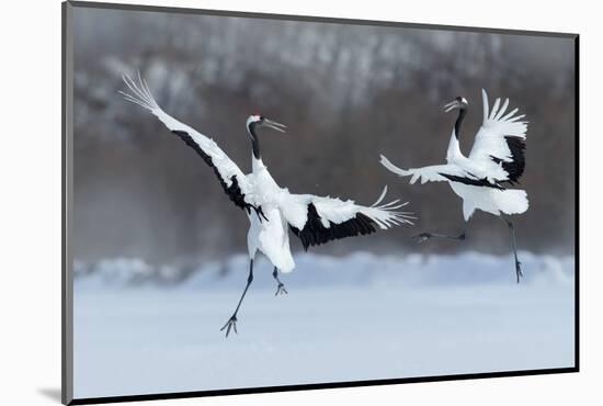 Dancing Pair of Red-Crowned Crane with Open Wing in Flight, with Snow Storm, Hokkaido, Japan-Ondrej Prosicky-Mounted Photographic Print