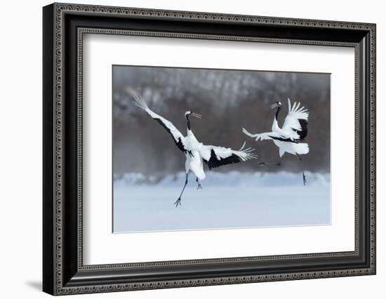 Dancing Pair of Red-Crowned Crane with Open Wing in Flight, with Snow Storm, Hokkaido, Japan-Ondrej Prosicky-Framed Photographic Print