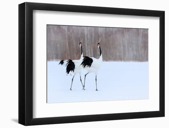 Dancing Pair of Red-Crowned Cranes With, with Blizzard, Hokkaido, Japan. Pair of Beautiful Birds, W-Ondrej Prosicky-Framed Photographic Print