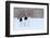 Dancing Pair of Red-Crowned Cranes With, with Blizzard, Hokkaido, Japan. Pair of Beautiful Birds, W-Ondrej Prosicky-Framed Photographic Print