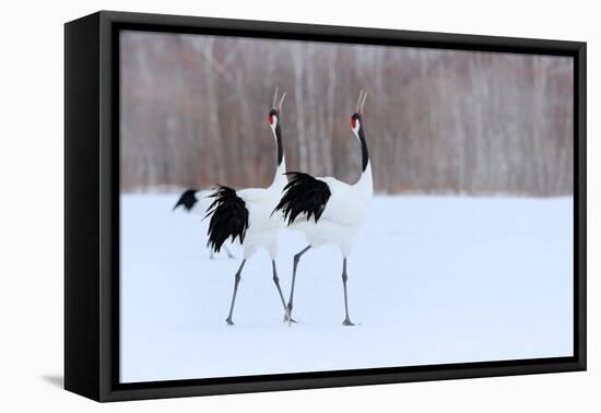 Dancing Pair of Red-Crowned Cranes With, with Blizzard, Hokkaido, Japan. Pair of Beautiful Birds, W-Ondrej Prosicky-Framed Premier Image Canvas