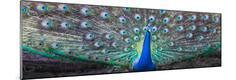 Premium Photographic Print