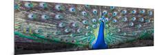 Premium Photographic Print