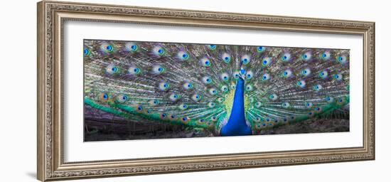 Dancing Peacock, India-null-Framed Photographic Print