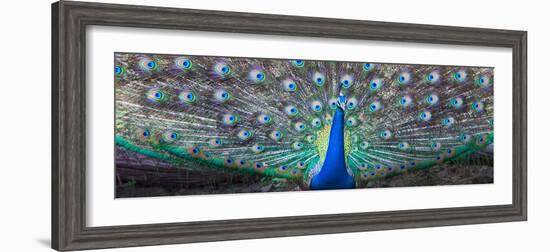 Dancing Peacock, India-null-Framed Photographic Print