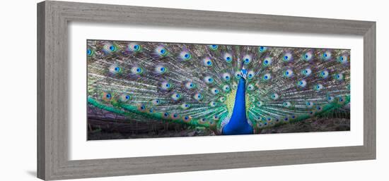 Dancing Peacock, India--Framed Photographic Print