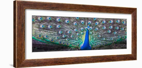 Dancing Peacock, India-null-Framed Photographic Print