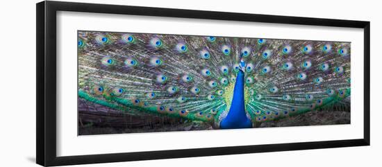 Dancing Peacock, India--Framed Photographic Print