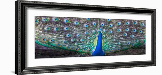 Dancing Peacock, India--Framed Photographic Print