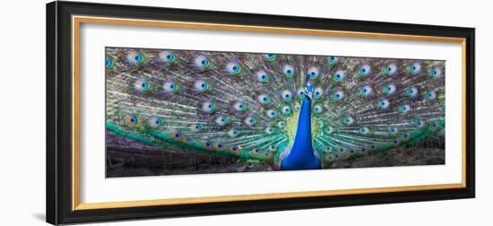 Dancing Peacock, India-null-Framed Photographic Print
