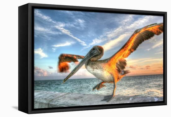 Dancing Pelican-Robert Goldwitz-Framed Premier Image Canvas