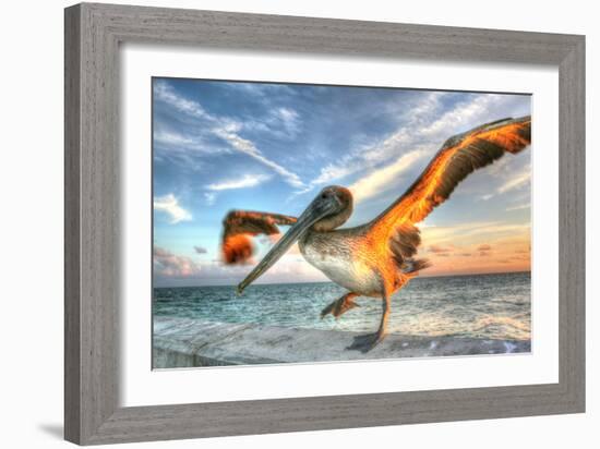 Dancing Pelican-Robert Goldwitz-Framed Photographic Print