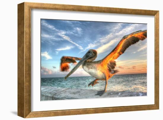 Dancing Pelican-Robert Goldwitz-Framed Photographic Print