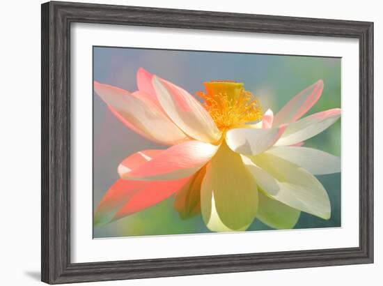 Dancing Queen-Bahman Farzad-Framed Photographic Print