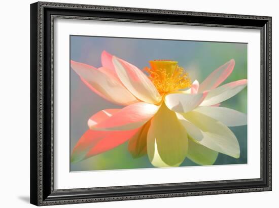 Dancing Queen-Bahman Farzad-Framed Photographic Print