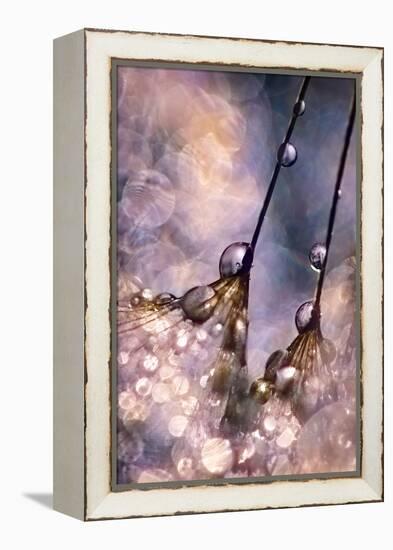 Dancing Seedlings-Ursula Abresch-Framed Premier Image Canvas