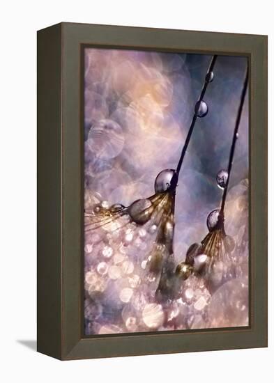 Dancing Seedlings-Ursula Abresch-Framed Premier Image Canvas