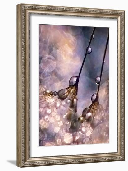 Dancing Seedlings-Ursula Abresch-Framed Photographic Print