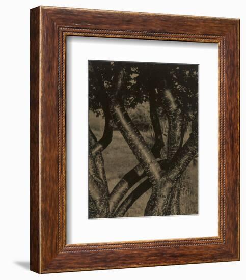 Dancing Trees, 1922-Alfred Stieglitz-Framed Art Print