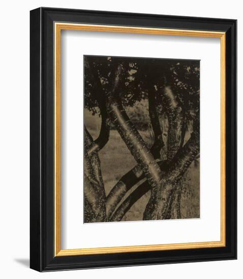 Dancing Trees, 1922-Alfred Stieglitz-Framed Art Print