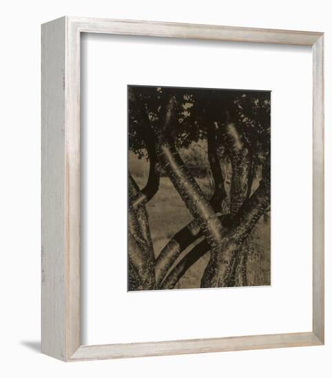 Dancing Trees, 1922-Alfred Stieglitz-Framed Art Print