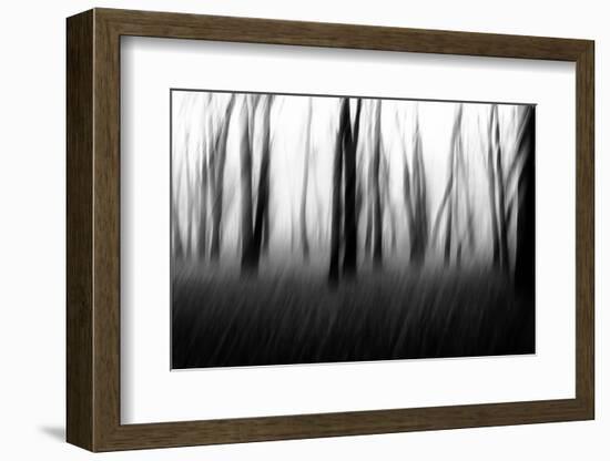 Dancing Trees in the Fog-Imaginative-Framed Photographic Print