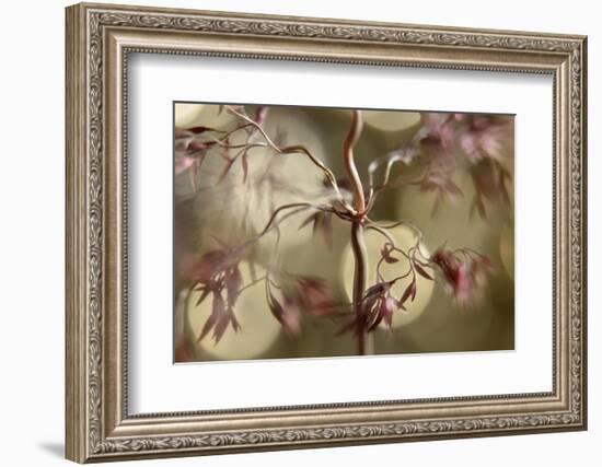 Dancing-Heidi Westum-Framed Photographic Print