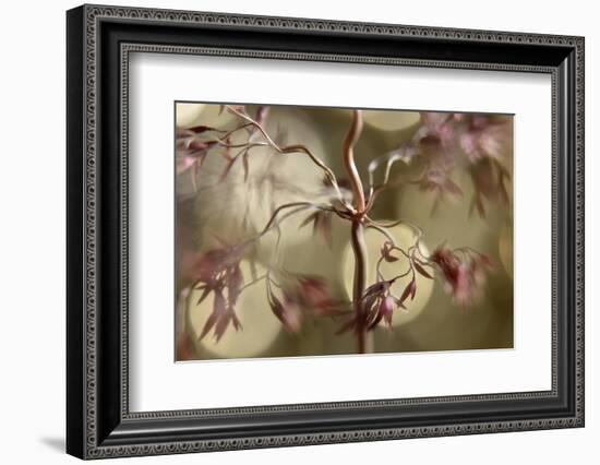 Dancing-Heidi Westum-Framed Photographic Print